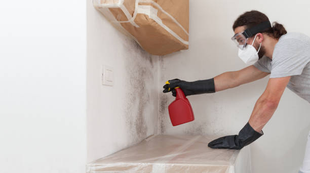 Professional Basement Mold Removal technician working in Totowa, NJ