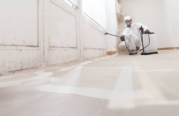 24/7 Emergency Basement Mold Removal experts in Totowa, NJ