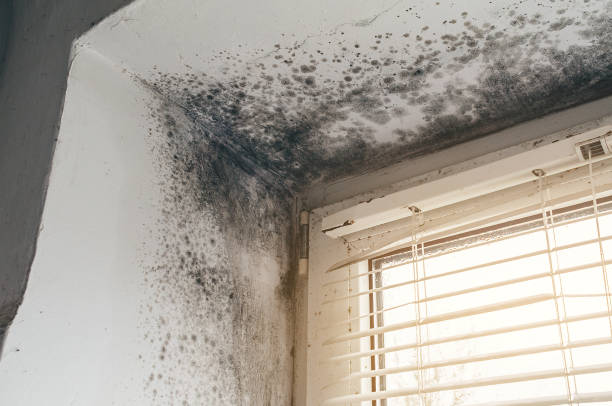 Affordable Basement Mold Removal solutions in Totowa, NJ